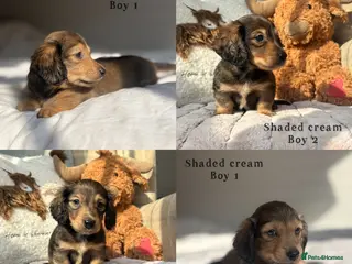 Miniature Dachshund dogs KC CREAM LONG HAIRED MINIATURE DACHSHUNDS🤍 - Advert 13