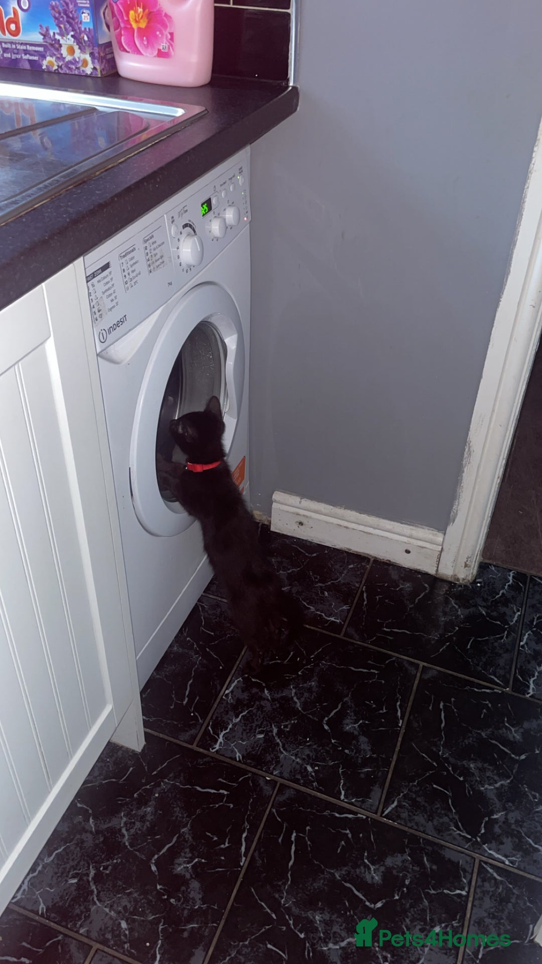 Mixed Breed cats for sale: Kitten - Advert 1