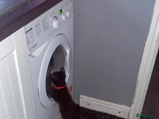 Mixed Breed cats Kitten - Advert 6