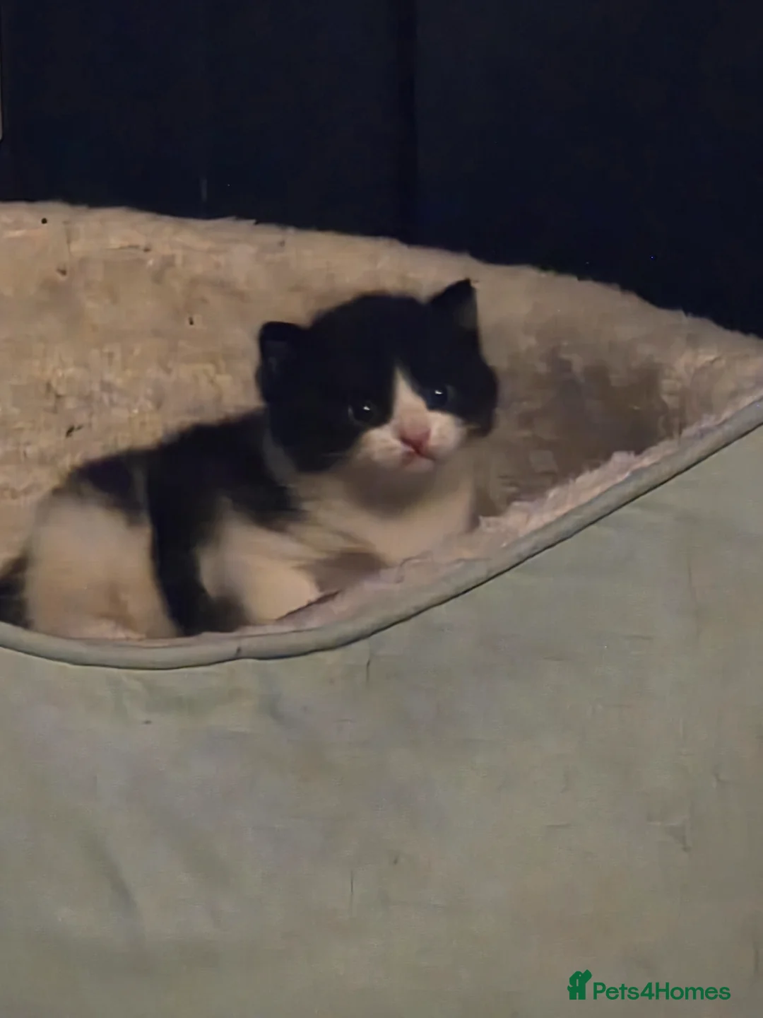 Mixed Breed cats for sale: Gorgeous little oreo for sale - Advert 10