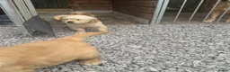 Golden Retriever dogs for sale: Golden retriever  - Advert 8