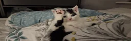 Mixed Breed cats for sale: 3 beautiful male kittens in Nottingham - Advert 10