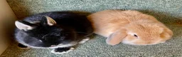 Netherland Dwarf rabbits for sale: Sweet Netherland Dwarf and Mini lop baby boys - Advert 2