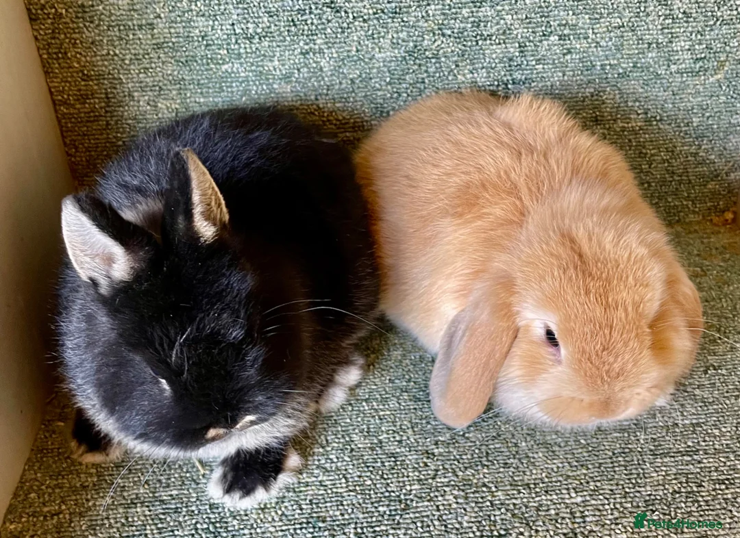 Netherland Dwarf rabbits for sale: Sweet Netherland Dwarf and Mini lop baby boys - Advert 2