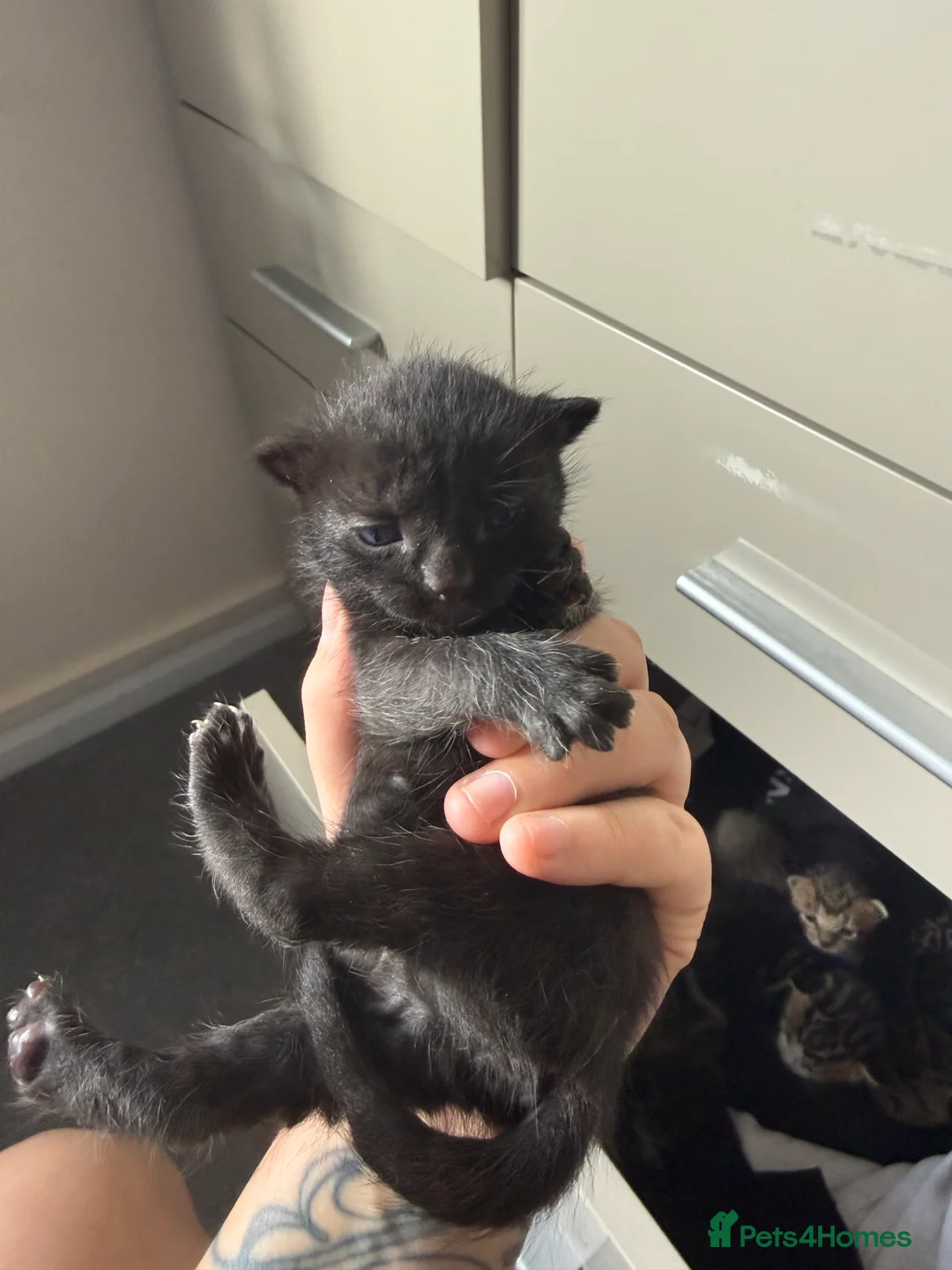 Mixed Breed cats for sale: Beautiful Kittens For Sale in Norwich - Advert 3
