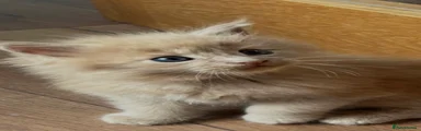 Maine Coon 5