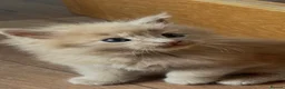 Maine Coon cats for sale: Full 💯 European Maine coons kittens - Advert 33