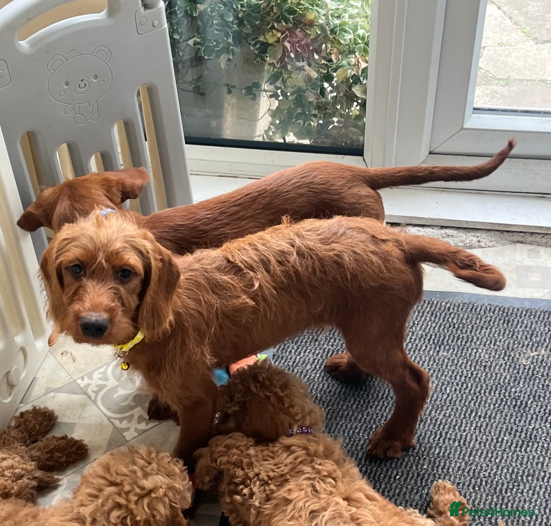 Goldendoodle dogs for sale: Top Quality Goldendoodle x Australian labradoodle  in Brough - Image 8