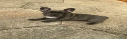 French Bulldog dogs for sale:  Adorable French Bulldog Puppies ❤️🐾 - Advert 6