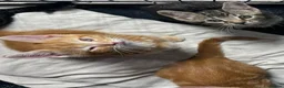 Mixed Breed cats for sale: Cute kittens for sale KT4 - Advert 24