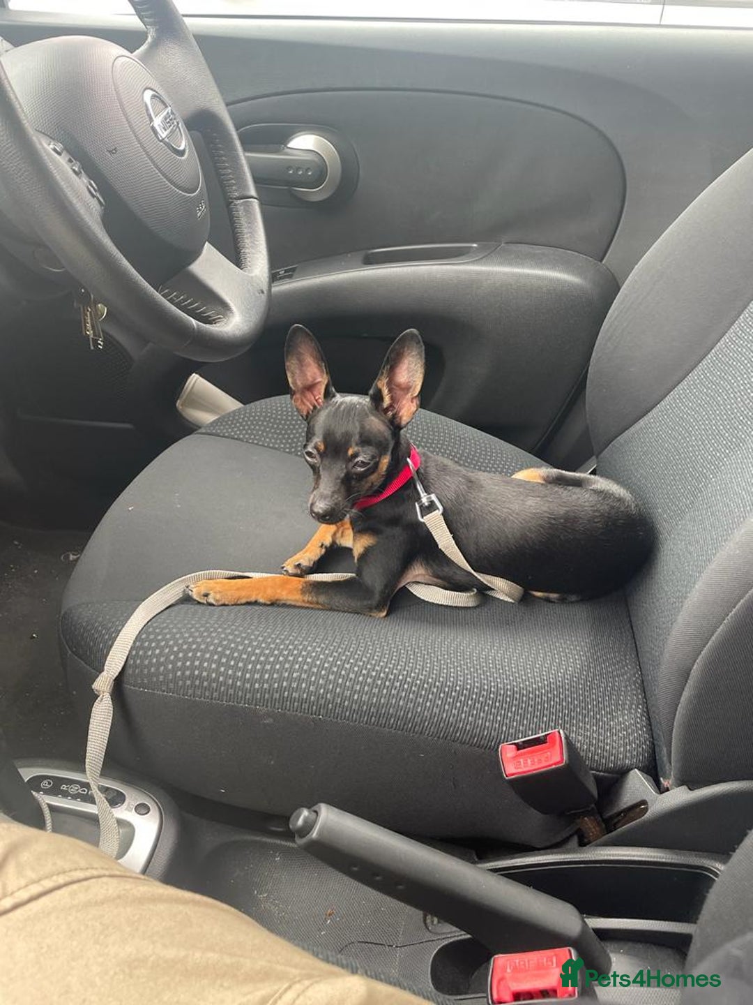 Miniature Pinscher dogs for stud: Mini Pincher - Enfield - Image 5