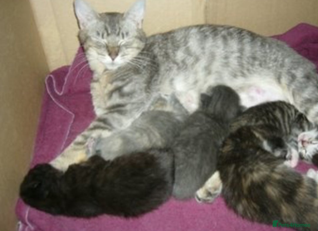 Mixed Breed cats for sale: Grey female kitten - Image 5