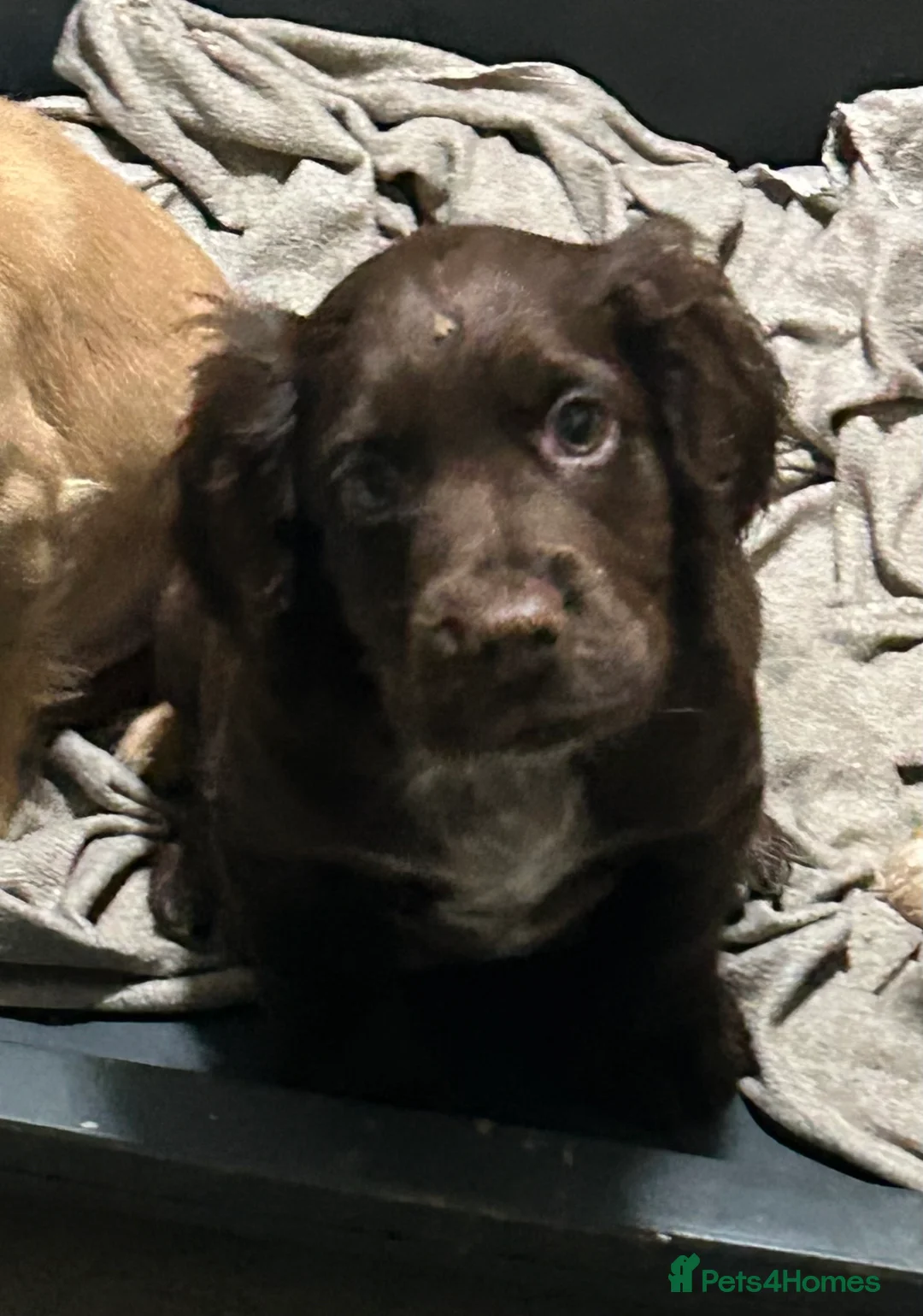 Cocker Spaniel dogs for stud: KC Registered Working Cocker Spaniel - Advert 6