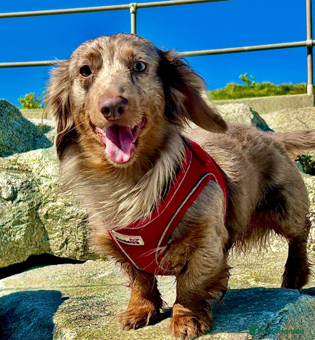 Dachshund dogs for sale:  dachshunds puppies  - Advert 2