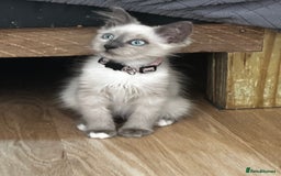 Birman cats for sale: Birman kittens  - Image 4