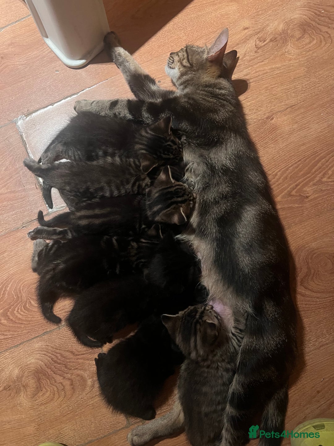 Mixed Breed cats for sale: Cute and playful kitties  - Image 16