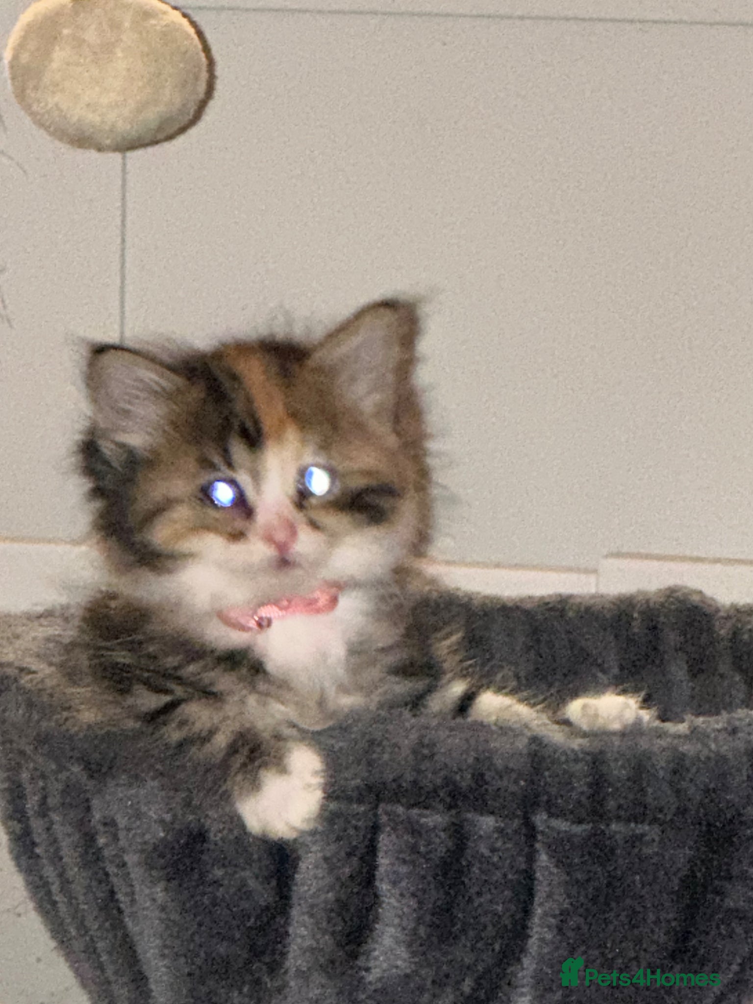 Mixed Breed cats for sale: Bengal cross ragdoll - Advert 8