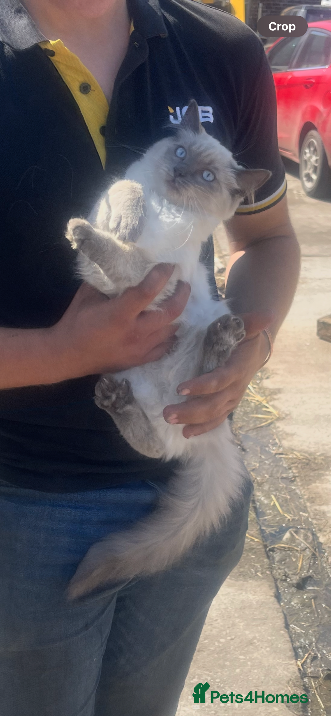 Ragdoll cats for sale: Beautiful Pedigree Ragdoll 4 month olds  - Image 2