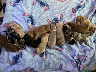 Mixed Breed dogs - Advert 32