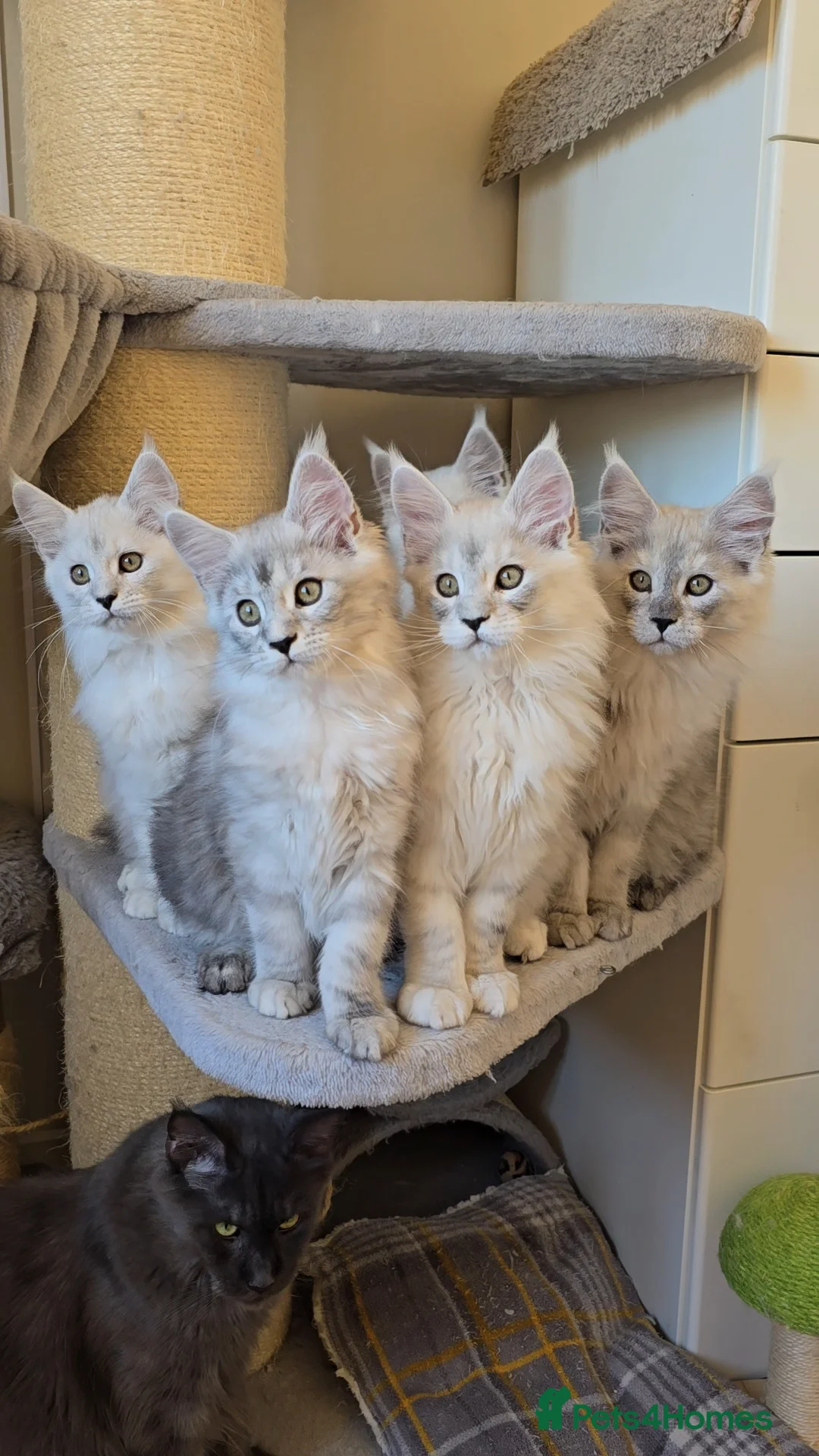 Maine Coon cats for sale: Blue Shaded Maine Coon kittens - Advert 1