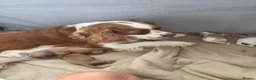 Cavalier King Charles Spaniel dogs for sale: Cavalier King Charles Spaniel - Advert 3