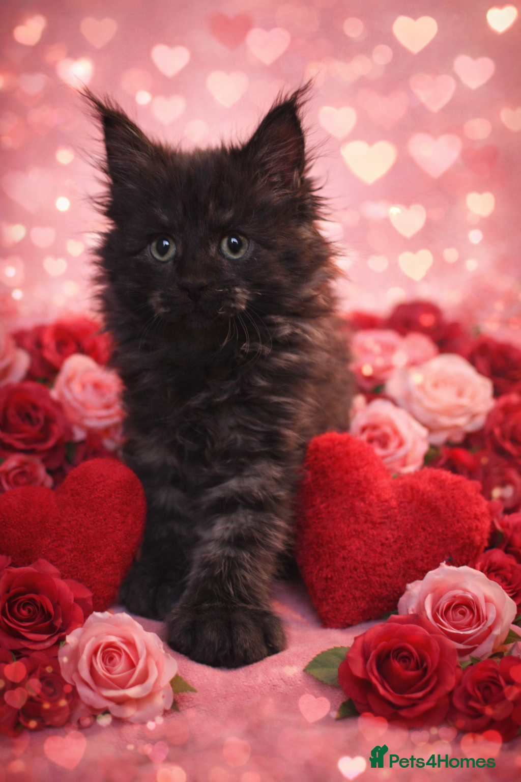 Maine Coon cats Stunning MaineCoon Kittens 😍 - Advert 11