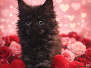 Maine Coon cats Stunning MaineCoon Kittens 😍 - Advert 6