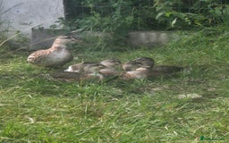 Ducks poultry for sale: Silver Appleyard call ducks for sale  - Image 4