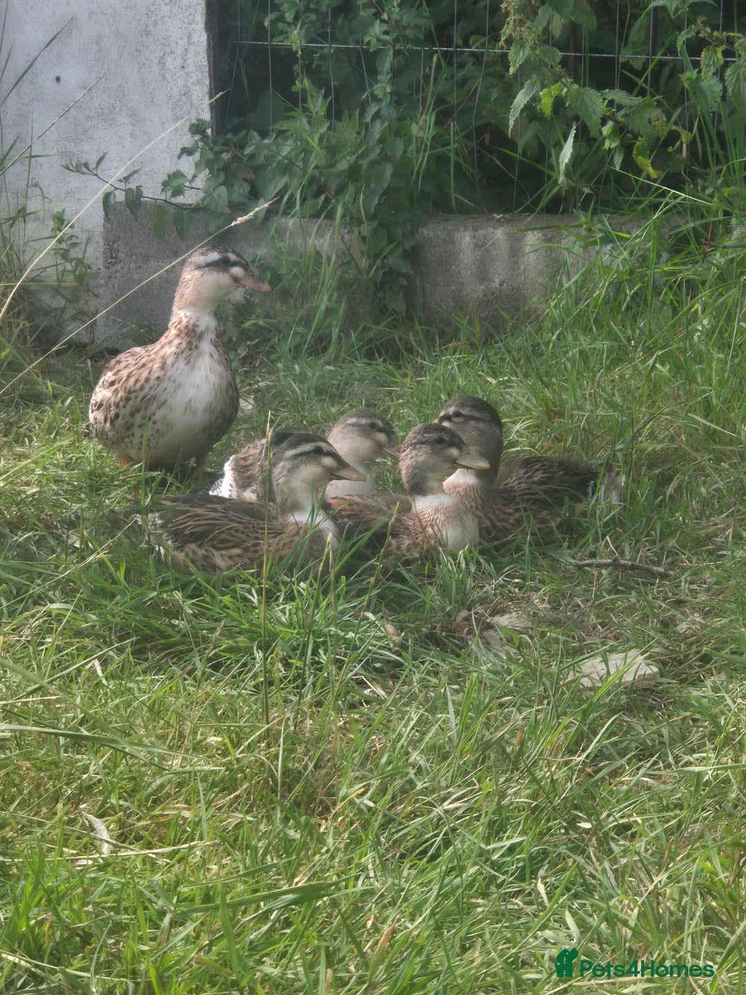 Ducks poultry for sale: Silver Appleyard call ducks for sale  - Image 4