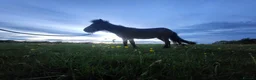 Dartmoor horses for sale: Dartmoor shetland pony  - Advert 6