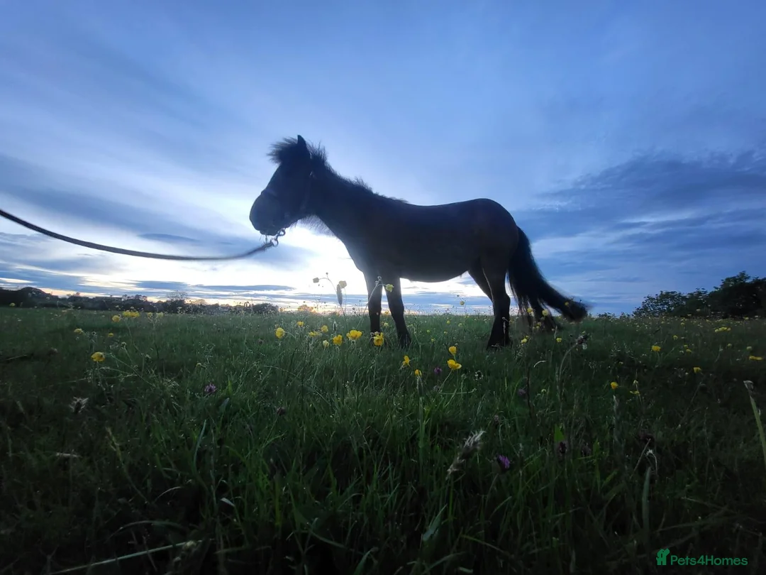 Dartmoor horses for sale: Dartmoor shetland pony  - Advert 6