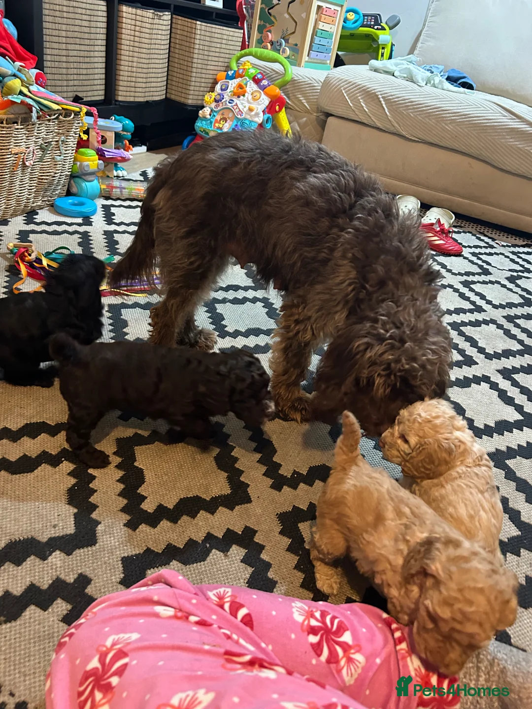 Cockapoo dogs for sale: F1b cockapoo  - Advert 2