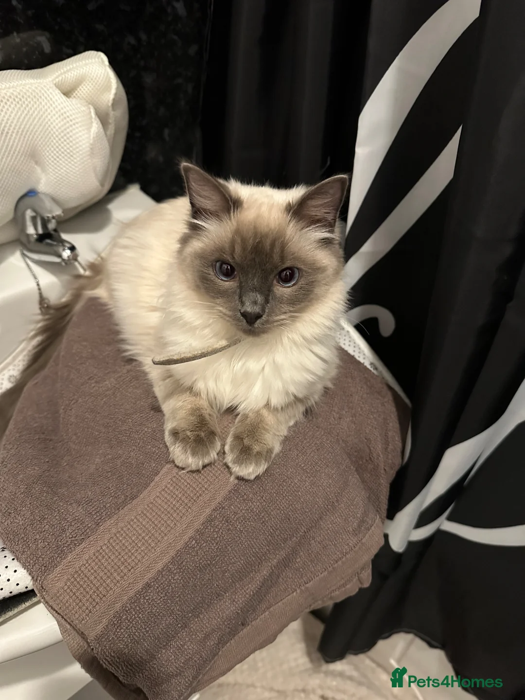 Ragdoll cats for sale: HandReared Ragdoll Kittens looking for loving home in Glasgow - Advert 1