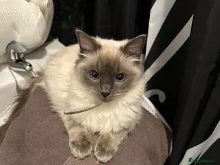 Ragdoll cats HandReared Ragdoll Kittens looking for loving home - Advert 3