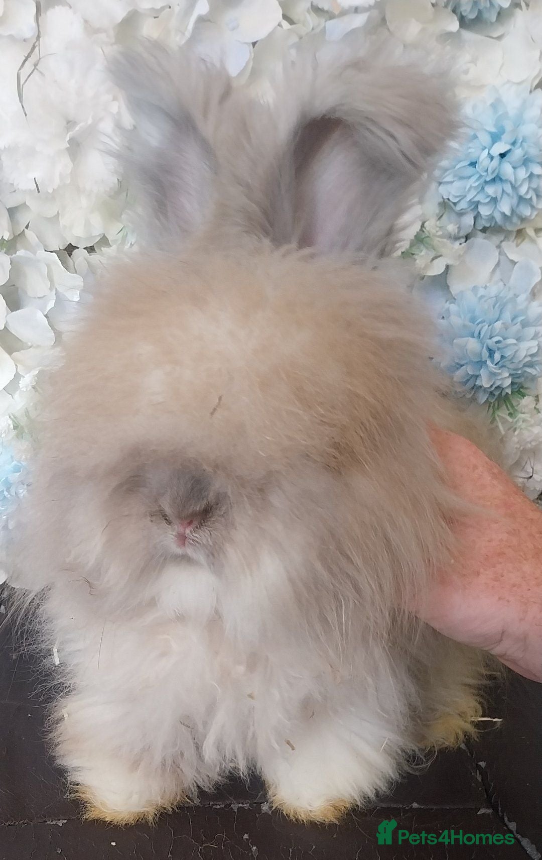 Angora rabbits Beautiful Angora Ready Now  - Advert 1
