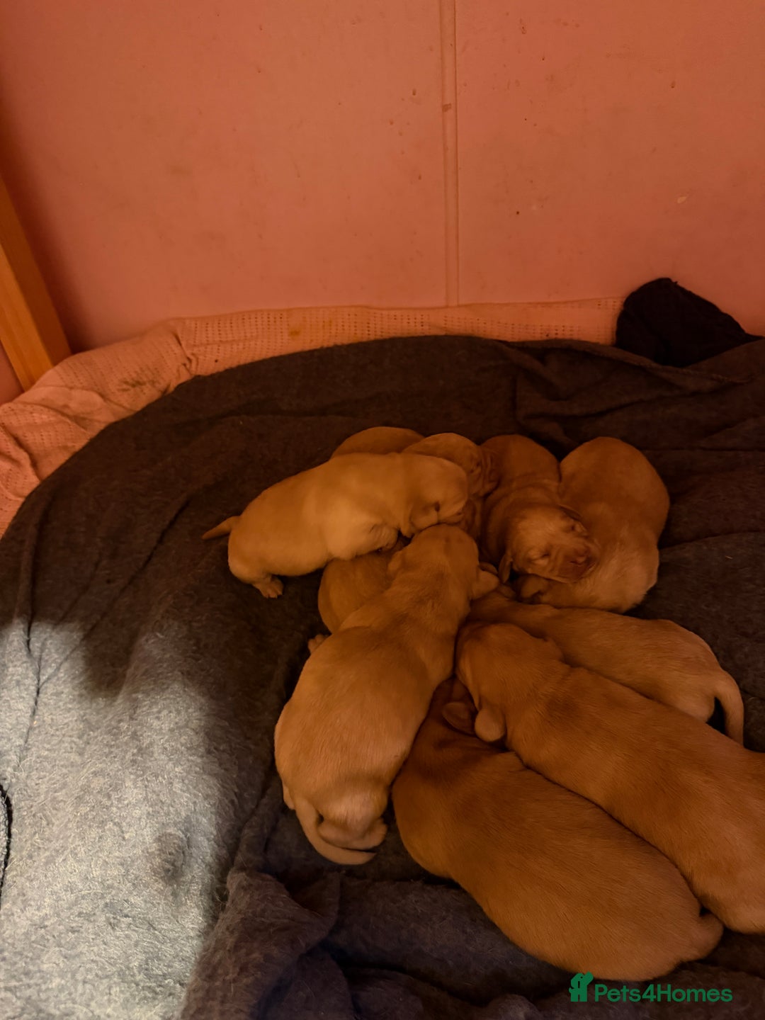 Labrador Retriever dogs for sale: Dudley Labrador Puppies - Advert 17