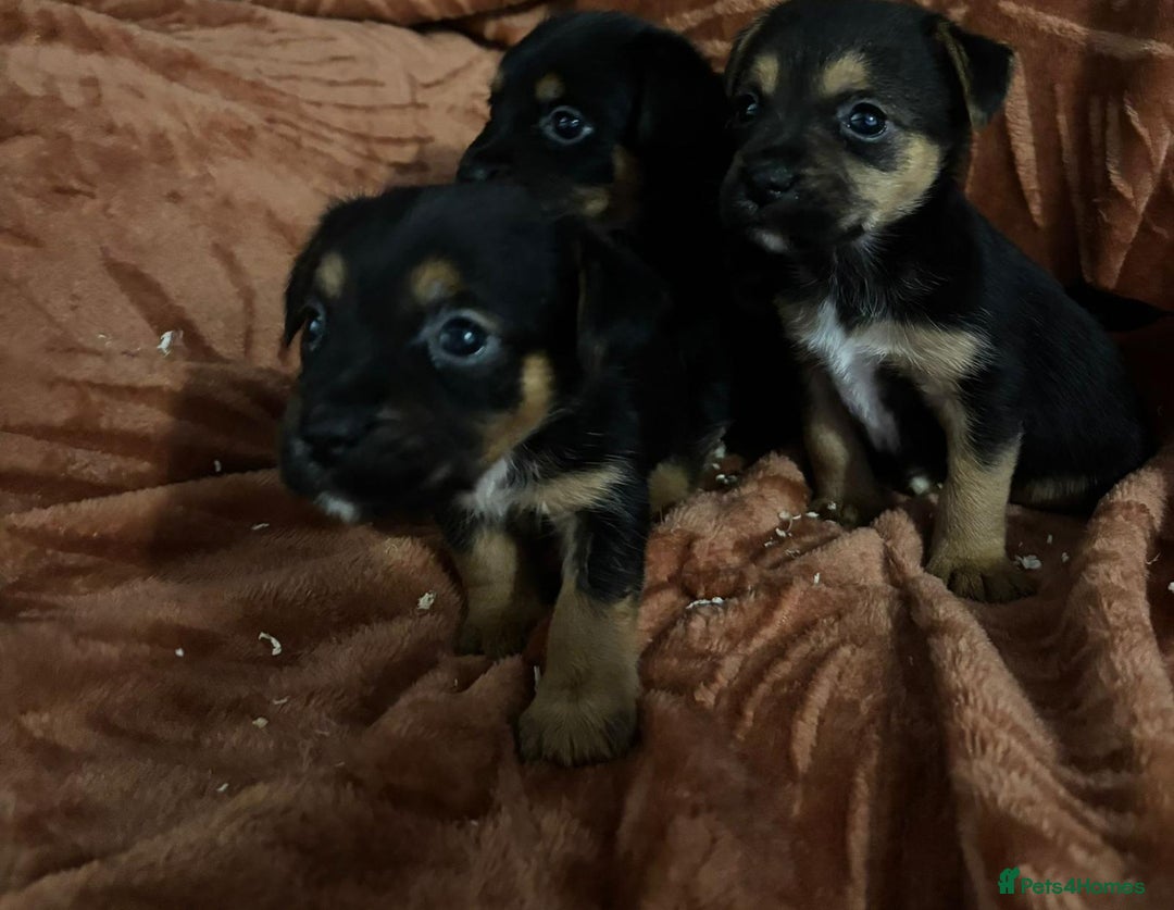 Jack Russell dogs for sale: Jack Russell Puppies  - Image 13