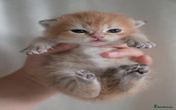 British Shorthair cats for sale: Golden Shaded Kittens WCF & TICA Registered - Image 2