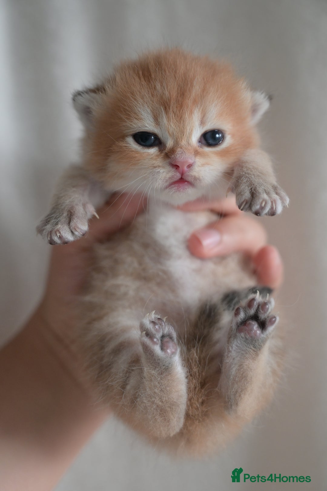 British Shorthair cats for sale: Golden Shaded Kittens WCF & TICA Registered - Image 2