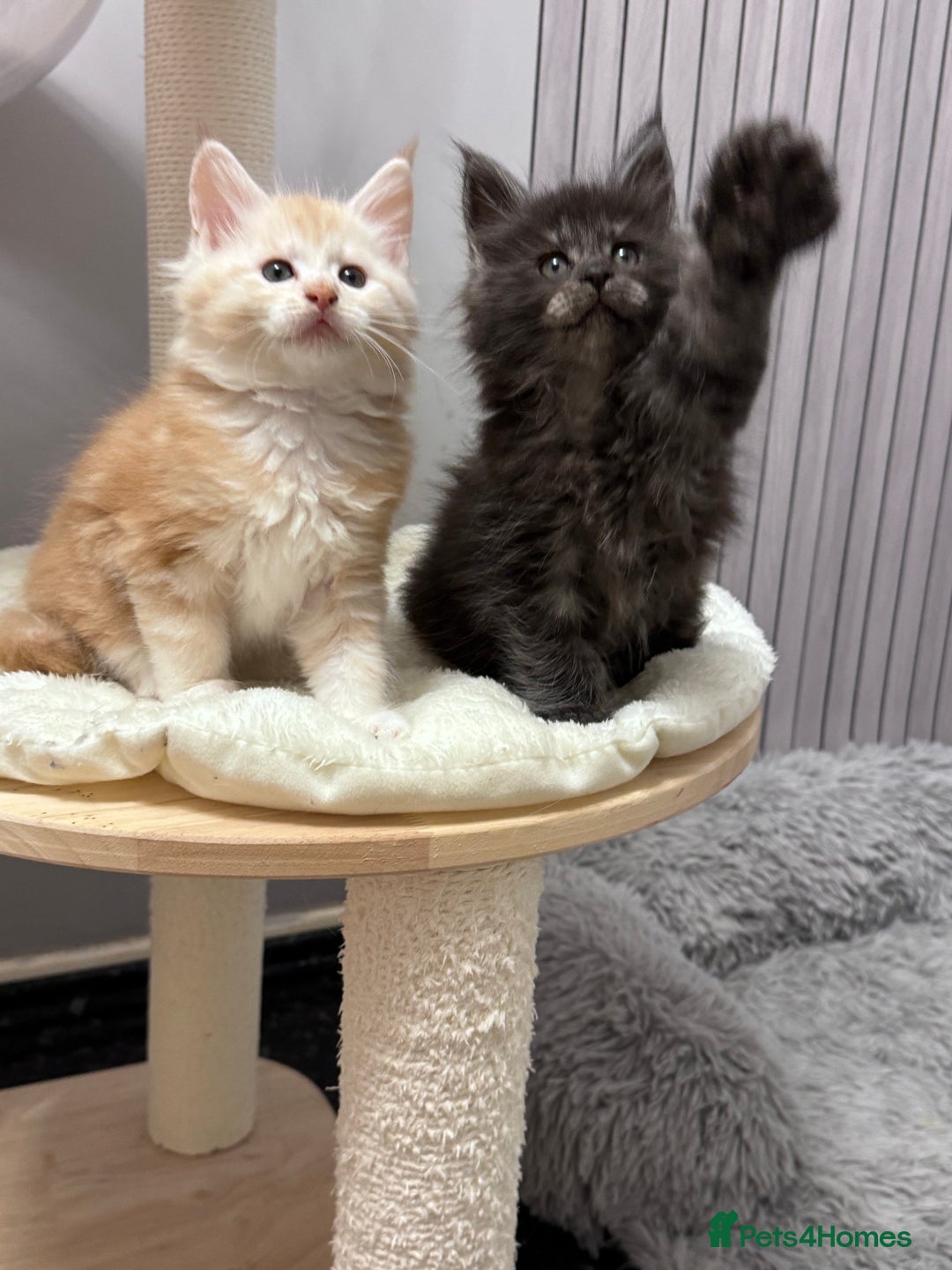 Maine Coon cats for sale: 🌟🌟Beautiful  Maine Coon kittens 🌟🌟🌟 - Advert 19