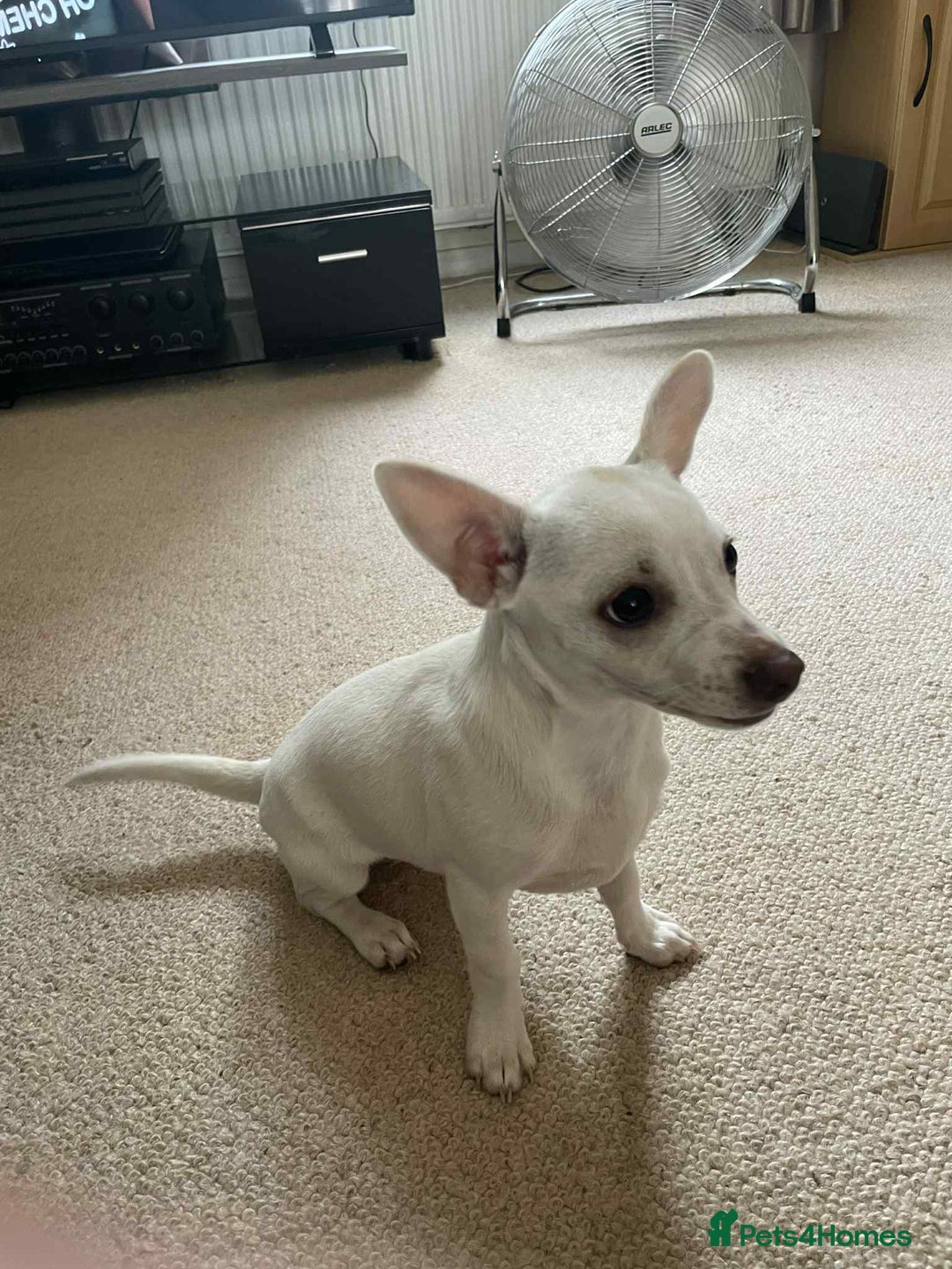 Mixed Breed dogs for sale: Little puppy looking new home  - Image 4