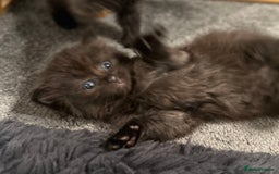 Mixed Breed cats for sale: Social loving ragdoll cross fluffy black blue eyes - Image 5