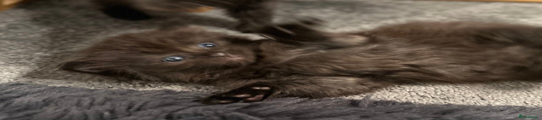 Black Girl (Duchess)