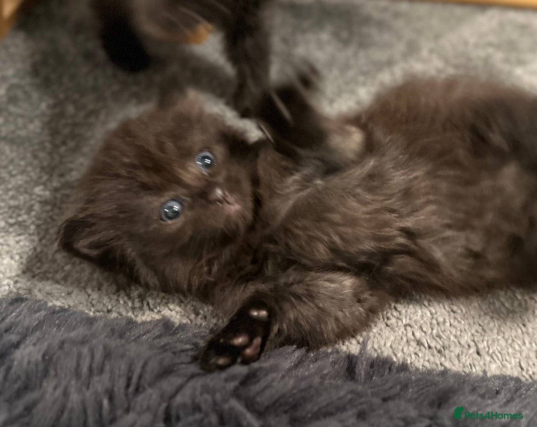 Mixed Breed cats for sale: Social loving ragdoll cross fluffy black blue eyes - Image 5