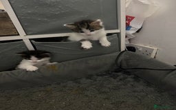 Mixed Breed cats for sale: Kittens for sale  - Image 9