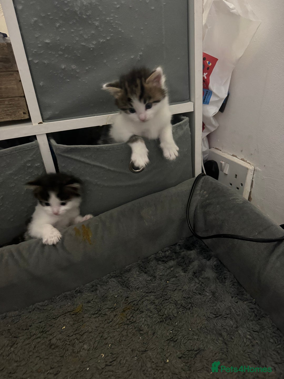 Mixed Breed cats for sale: Kittens for sale  - Image 9