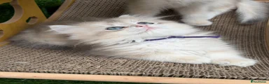 British Shorthair 3