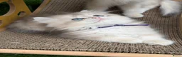 British Shorthair cats for sale: British Shorthair golden kittens GCCF  - Advert 6