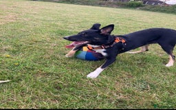 Border Collie dogs for sale: Loki nearly 4 year old border collie  - Image 1