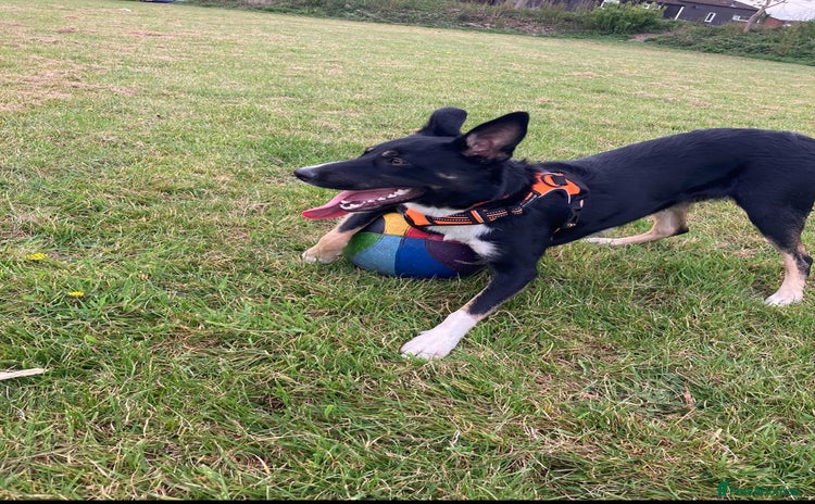 Border Collie dogs - Advert 1